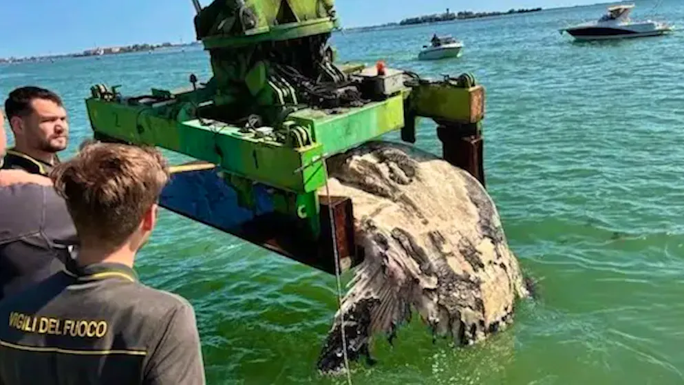 When marine giants become a problem. Venice salvages dead moonfish - whale 