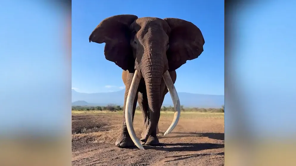 Einer der letzten Giganten Afrikas. Spektakuläre Bilder fangen einen gewaltigen «Super Tusker» in freier Wildbahn ein