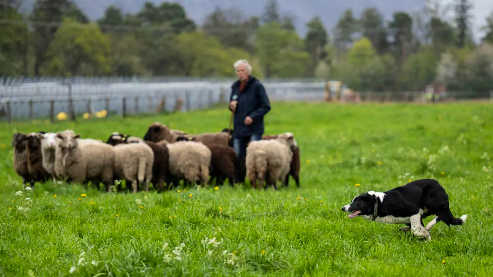 Lavoro di squadra fra cane e pastore. La settimana scorsa al centro agricolo Plantahof a Landquart sono stati celebrati i 25 anni dall'inizio dei corsi per cani da pastore.