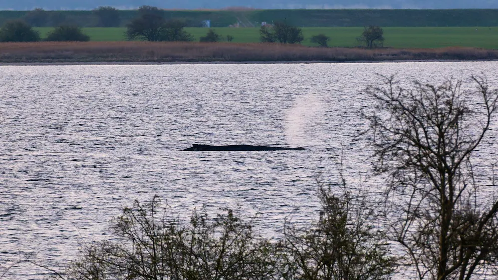 Der gestrandete Buckelwal liegt am 9. April noch immer auf einer Sandbank vor der Insel Poel, an derselben Stelle, an der er seit mehr als einer Woche festsitzt. 
