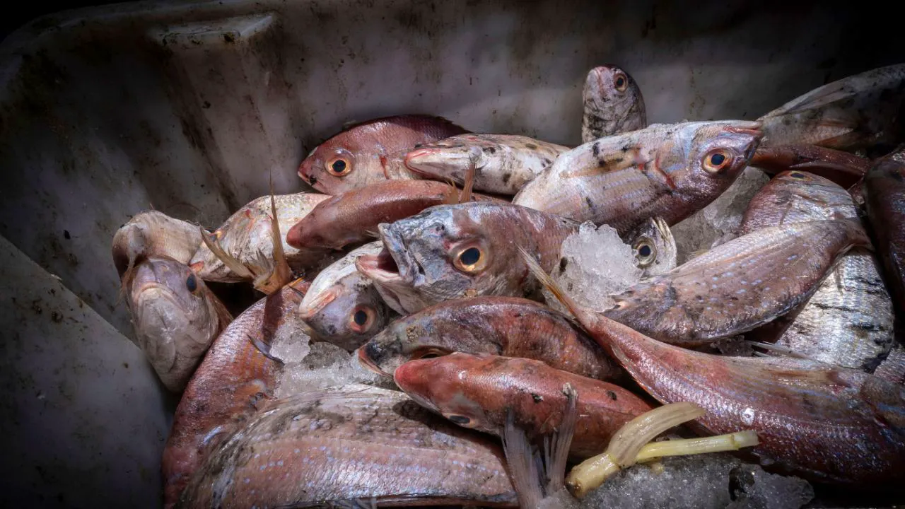 Nahrungsmittel. EU will Fischern in der Krise mit 760 Millionen Euro helfen