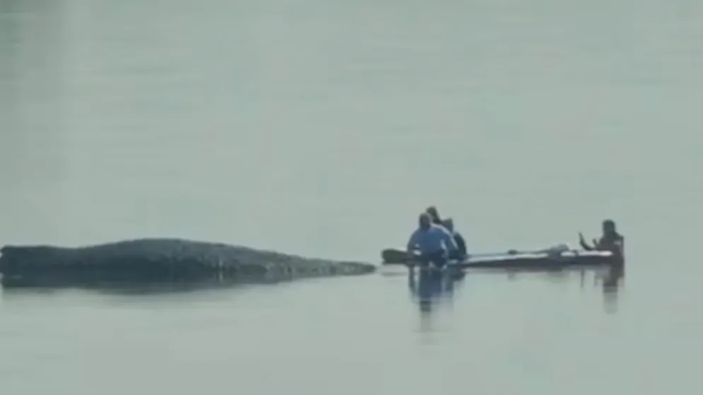 Hope in the Baltic Sea drama. Air cushion operation has begun +++ Greenpeace distances itself from whale rescue