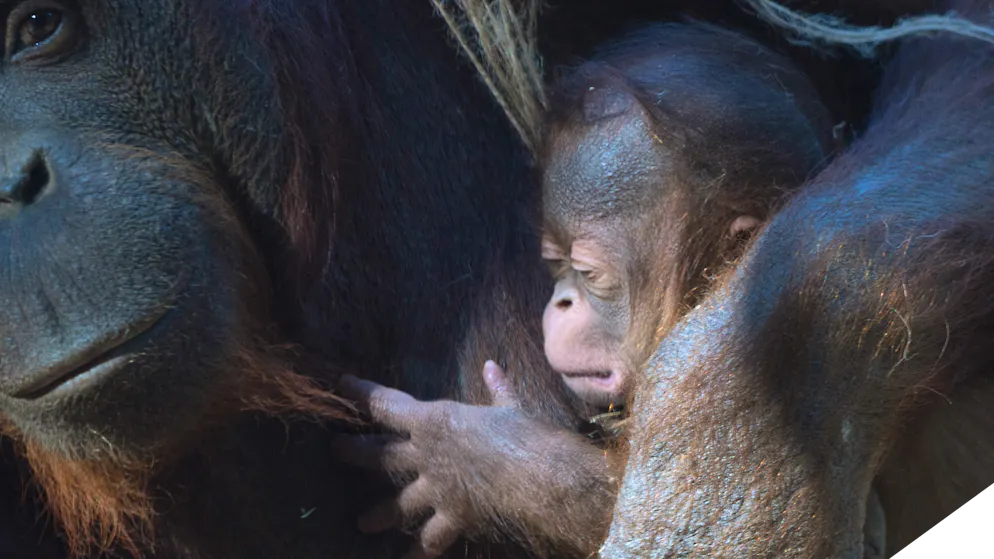 Seltene Baby-News. Orang-Utan-Baby im Zoo – dieser Nachwuchs ist eine kleine Sensation