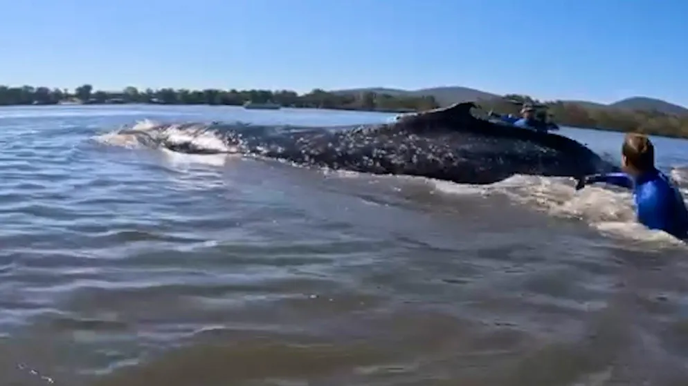 Buckelwal gestrandet. Australien zeigt, wie schnell eine Walrettung gehen kann