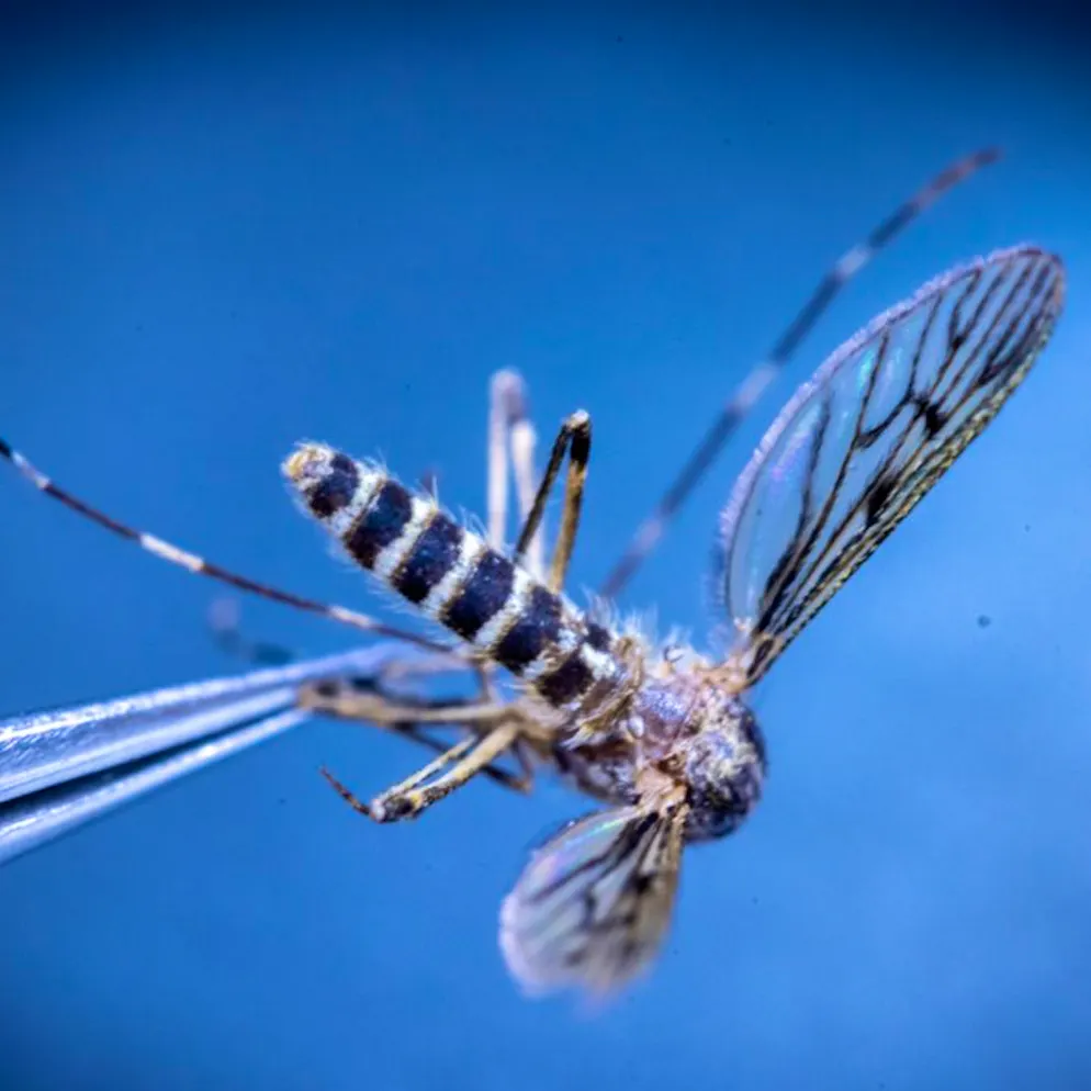 Klima-Folgen für die Umwelt. Stechmücken in Island entdeckt