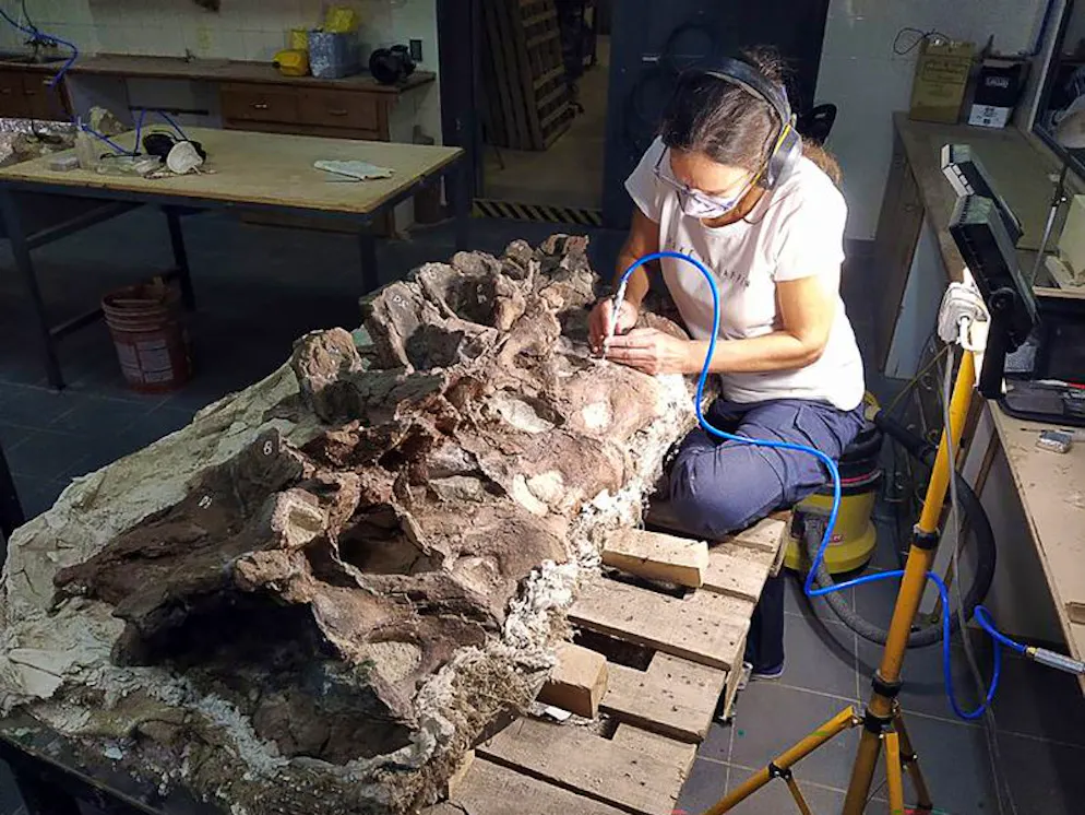 Die Wirbel des bislang unbekannten Langhalssauriers werden im Museo Paleontológico Egidio Feruglio präpariert.