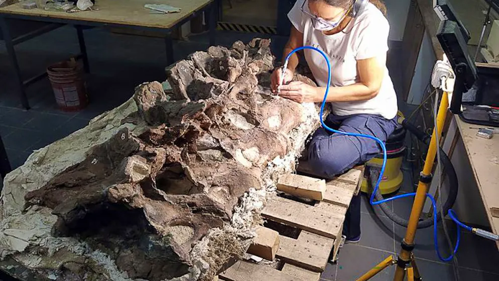 Fund wird nach ihm benannt. Schafhirte entdeckt Dino-Riese in Patagonien