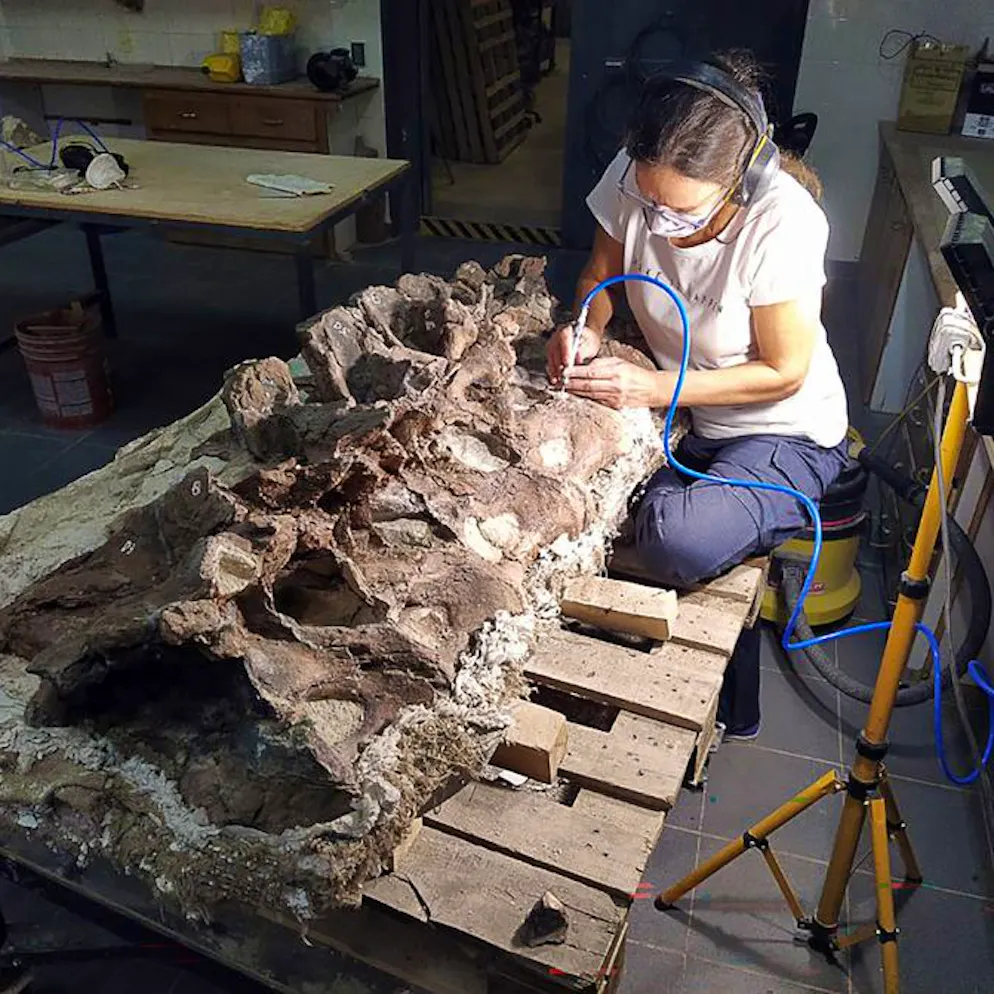 Fund wird nach ihm benannt. Schafhirte entdeckt Dino-Riese in Patagonien