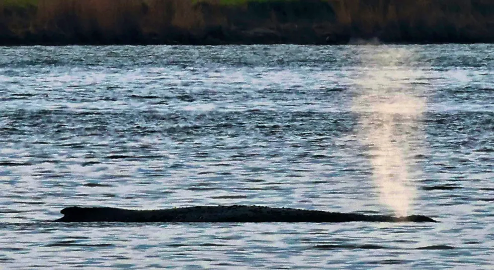 Work on whale rescue attempt off Poel progressing. So far, the whale is still lying off the island of Poel.