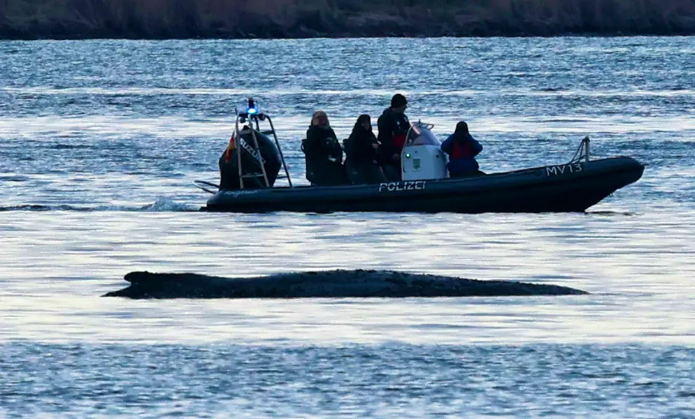 Work on whale rescue attempt off Poel progressing. The efforts to rescue the stranded whale continue.