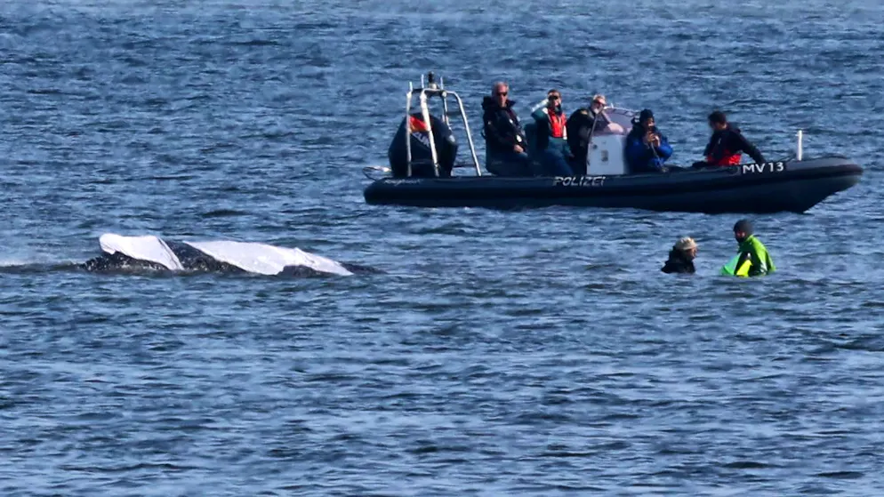 Live stream included. Timmy the whale's next rescue attempt