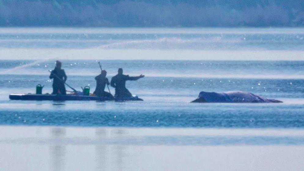 Rescuers spray the humpback whale off the island of Poel with water. Photo: Jens Büttner/dpa