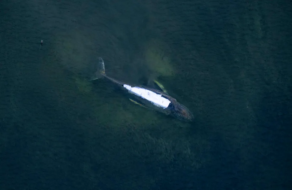 Veterinarian defends herself: “We’re doing what’s best for the whale!” +++ ...