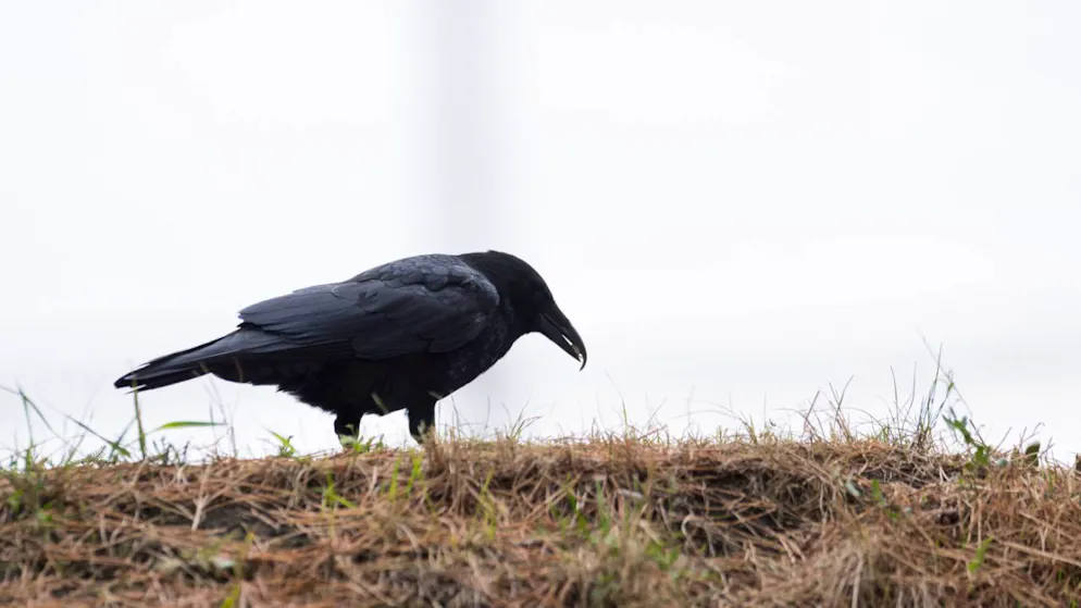 Nyon. Enquête sur l'impact du bruit causé par les corbeaux