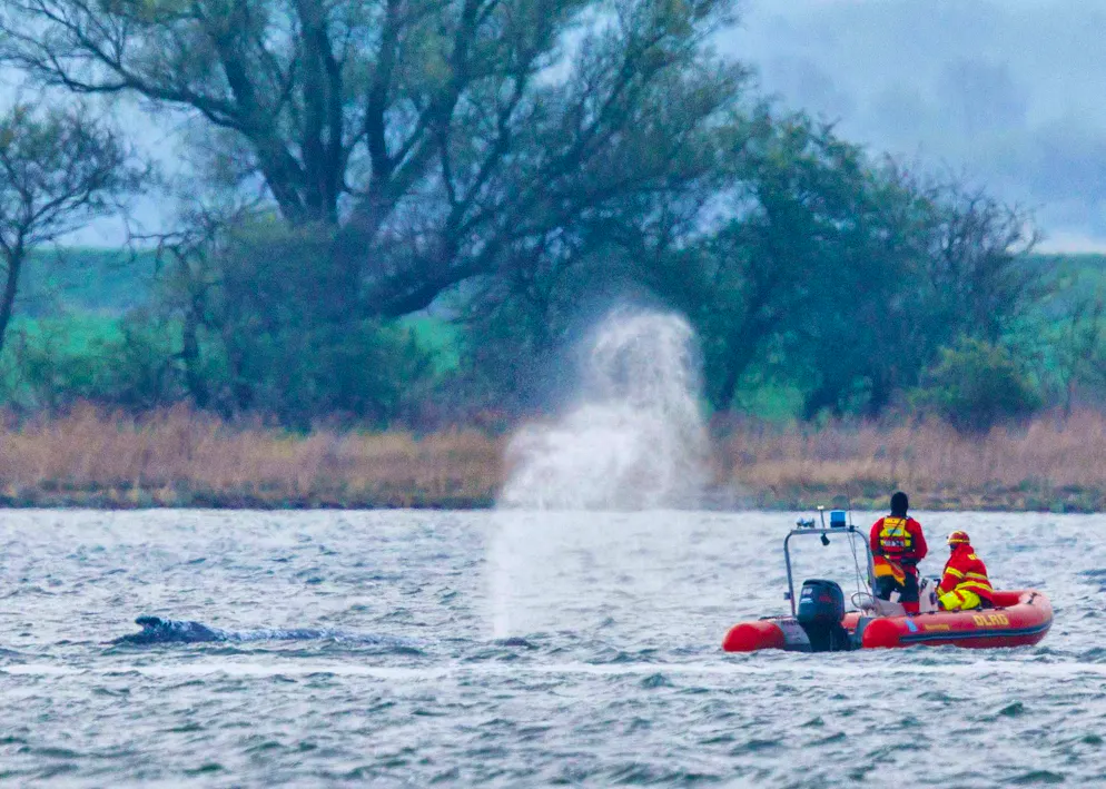 The humpback whale is being closely monitored.
