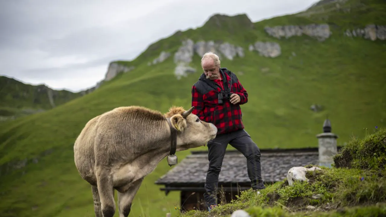 Alpine farming. Lack of compatibility leads to staff shortages on the alp