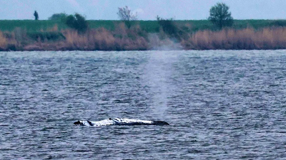 The beached whale off the Baltic Sea island of Poel on Sunday: its back is covered with cloths.