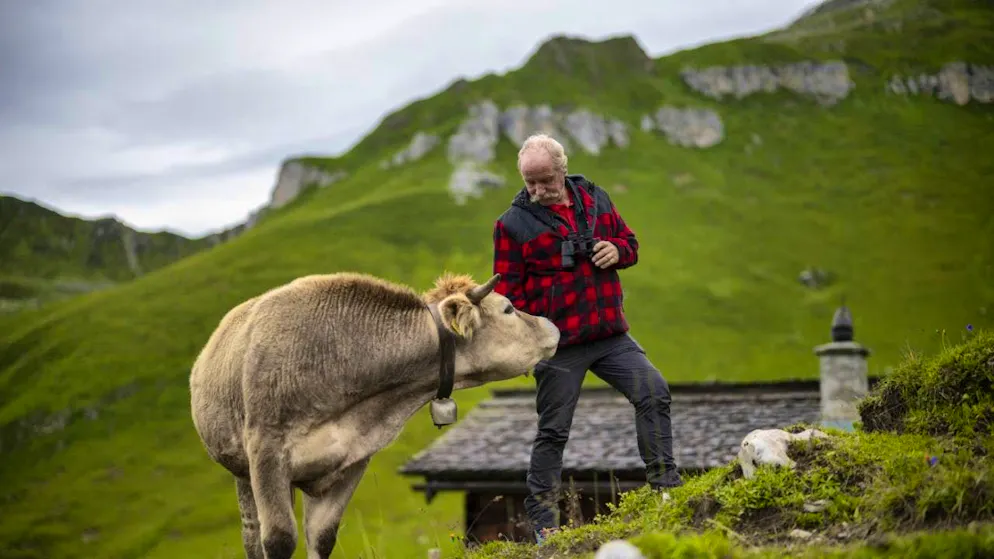 According to a study, whether cows will continue to graze on Swiss alpine meadows in the future will not only be decided on the Alps themselves. (symbolic image)