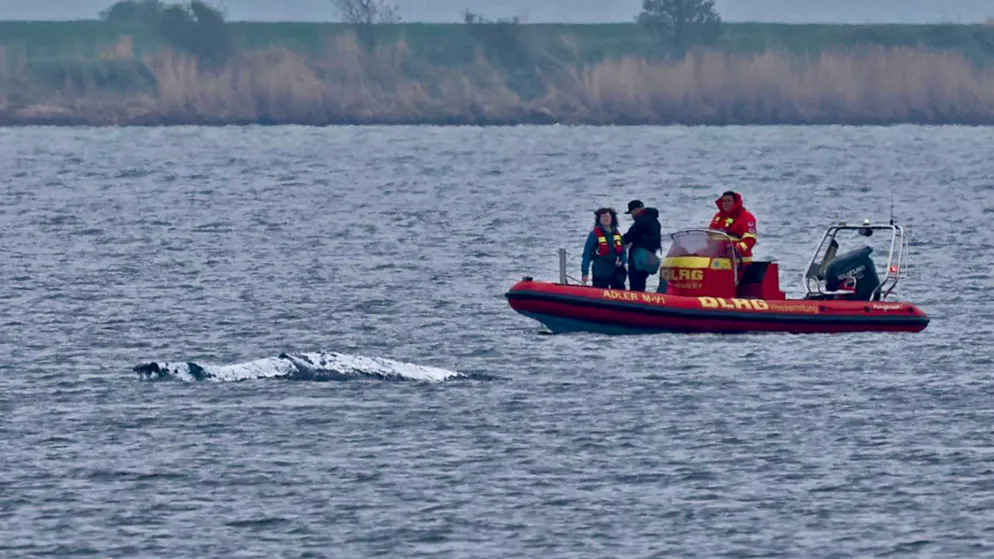 Ein Schlauchboot mit Helfern ist in der Nähe des gestrandeten Wals vor der Ostseeinsel Poel im Einsatz. Der Rücken des Wals ist mit Tüchern abgedeckt. Für den bei Wismar gestrandeten Buckelwal wurde ein neuer Rettungsversuch gestartet. Umgesetzt werden soll das Konzept von einer privaten Initiative. Foto: Bernd Wüstneck/dpa