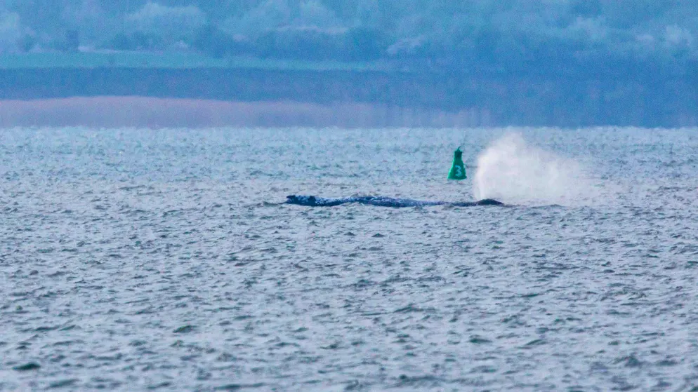 The humpback whale suddenly swam off on its own in the early morning as the water level rose. After around two hours, however, it stopped again. By the evening, it was on the move again.