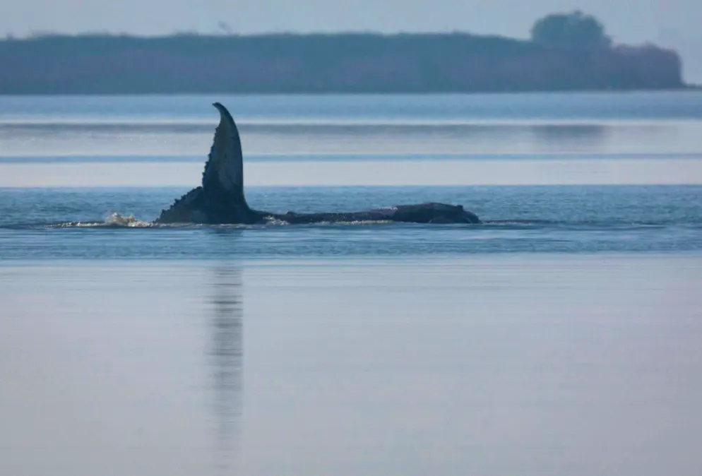 The whale swims. (archive picture)