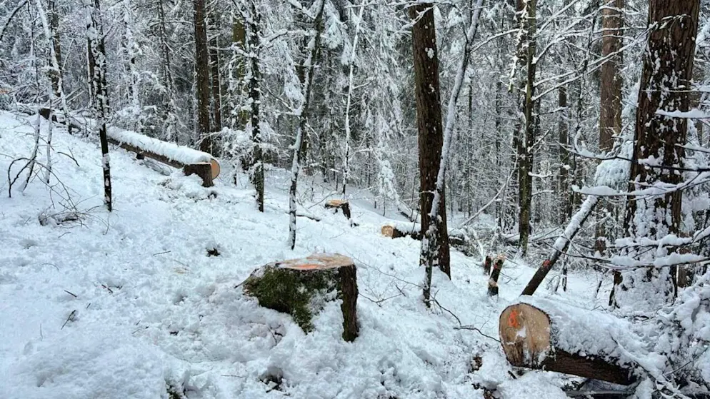 La foresta di Lengwald dove sono stati abbattuti gli alberi.