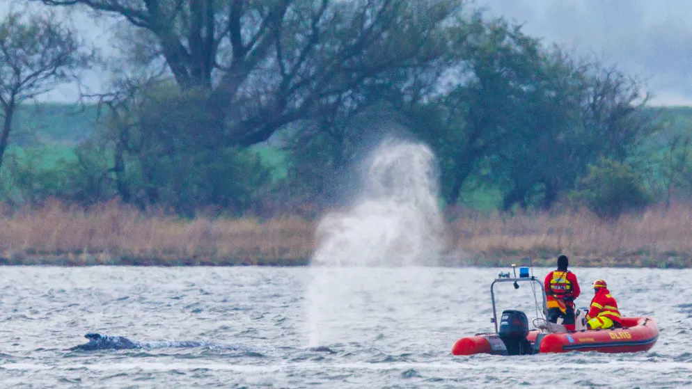 Live im Ticker und Stream. Wal ist wieder in Bewegung +++ Buckelwal läuft die Zeit davon – Streit um Gurt-Rettung