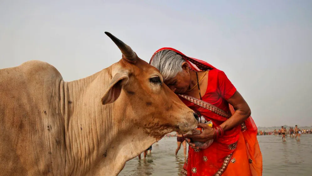 «Pratica di vera fede». Per poter visitare un noto tempio induista sarà obbligo bere... urina di mucca