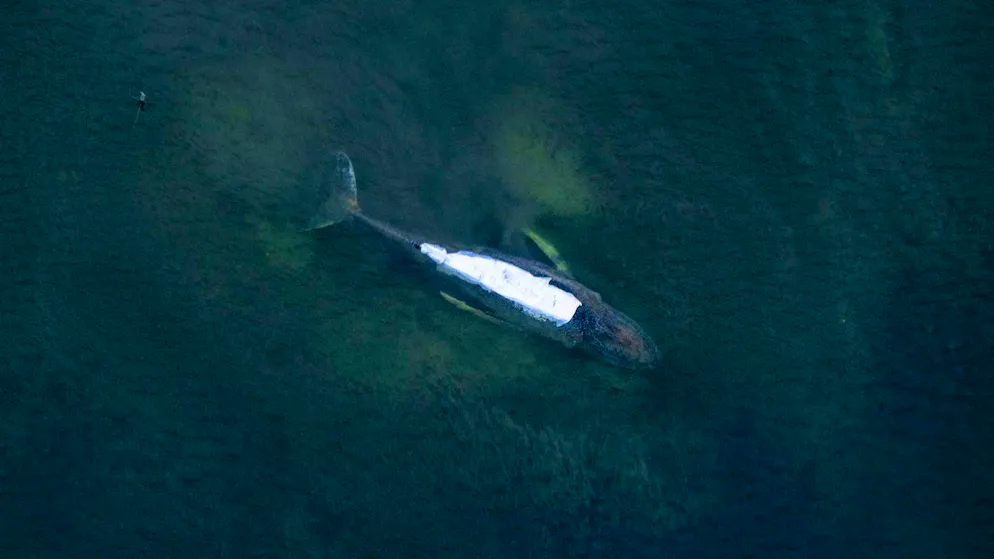 The stranded humpback whale off the island of Poel: its back is covered with cloths.