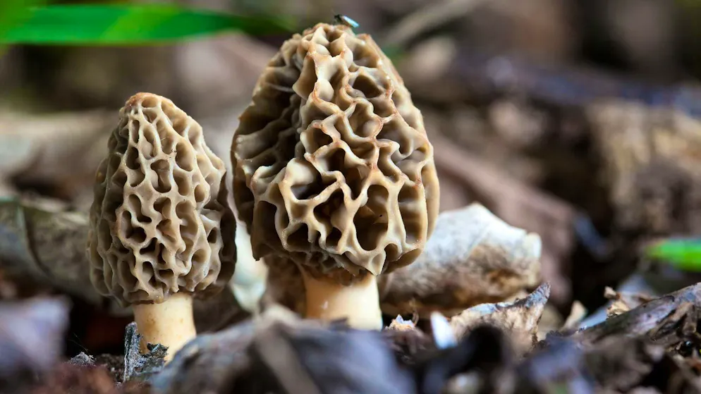 On trouve des morilles en Suisse généralement de fin mars à mai.