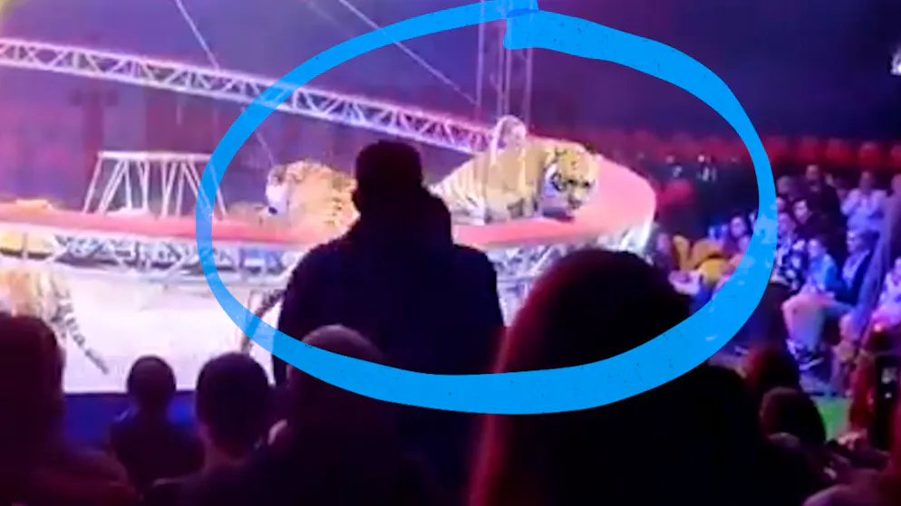 Schockmoment im Zirkus. Tiger büxt aus und springt ins Publikum