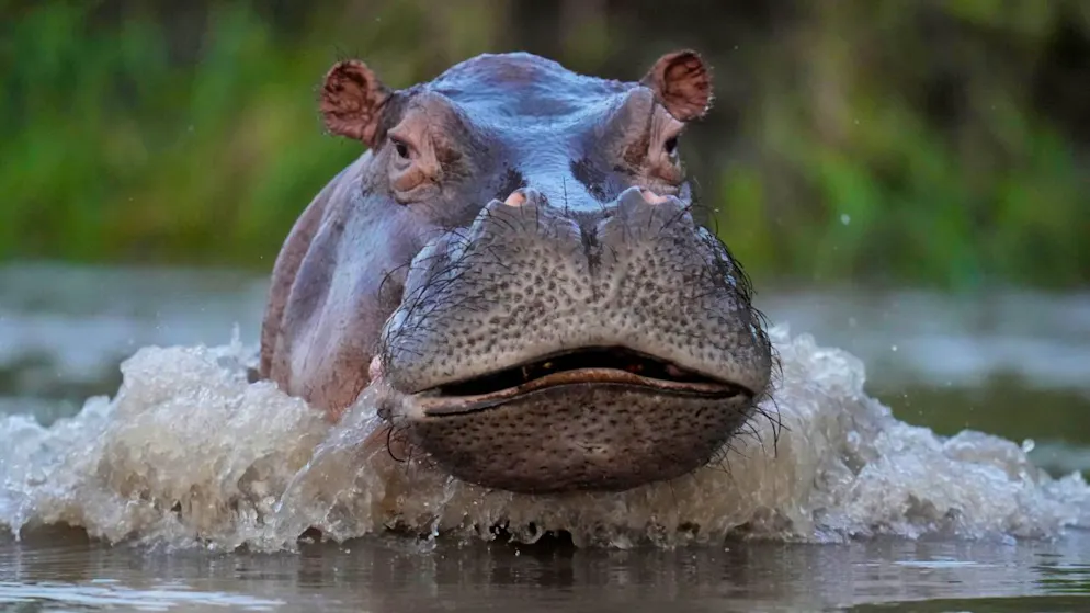 Un ippopotamo discendente dagli animali importati illegalmente in Colombia dal defunto boss della droga Pablo Escobar. (Immagine d'archivio del 2022)