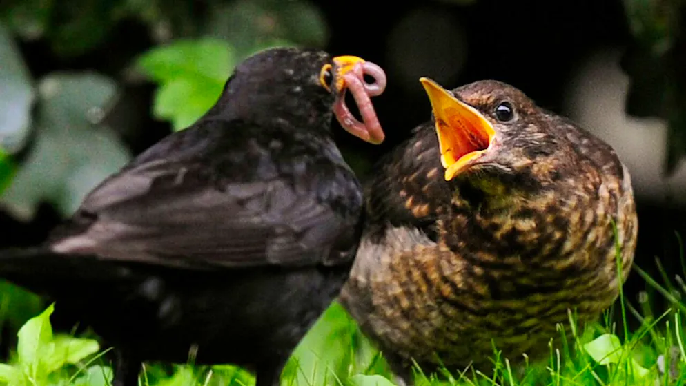 Eltern versorgen sie rundum. Jungvögel brauchen meist keine menschliche Hilfe