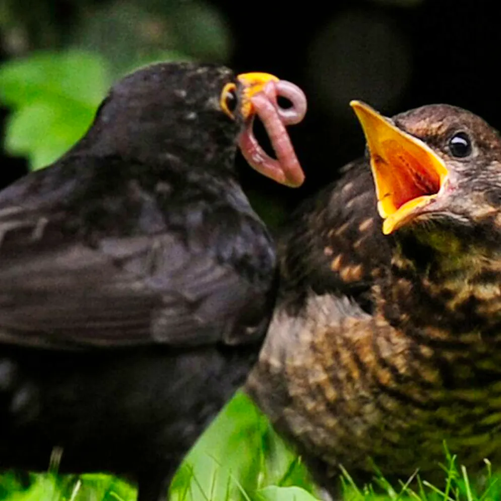 Eltern versorgen sie rundum. Jungvögel brauchen meist keine menschliche Hilfe
