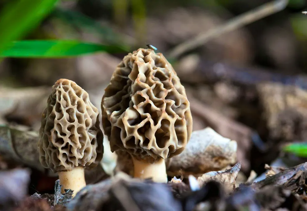 Morels can be found in Switzerland - depending on the weather - from the end of March to May.