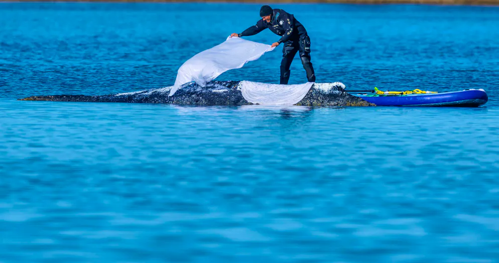 A helper throws wet cloths to protect the skin on the back of the stranded humpback whale off the island of Poel. The animal, which stranded near Wismar three weeks ago, is still stuck on a sandbank. A private initiative has been trying for days to rescue the whale.