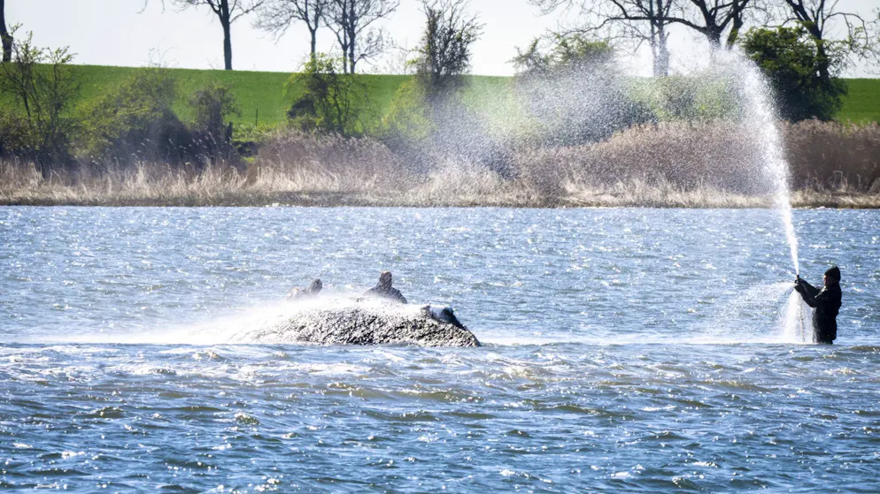 Baltic Sea action in ticker and stream. Video: Whale makes sounds +++ Rescue attempt failed - What happens now?