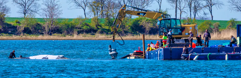Helpers and salvage specialists are working directly on the moored humpback whale off the island of Poel, washing away the seabed beneath the animal.