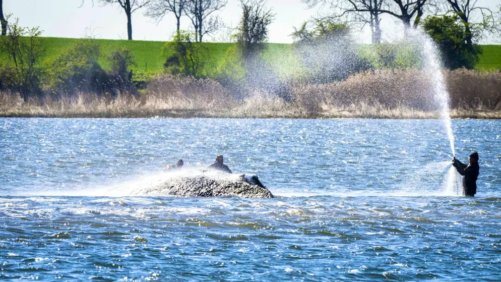 Helpers spray the whale, which has been stranded in the Baltic Sea for three weeks, with water on Tuesday.