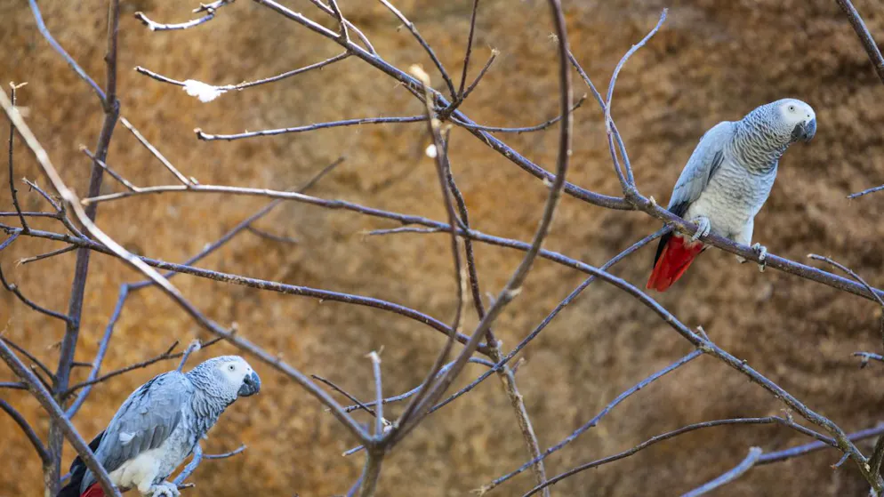 Studie belegt. Papageien verstehen und nutzen Namen