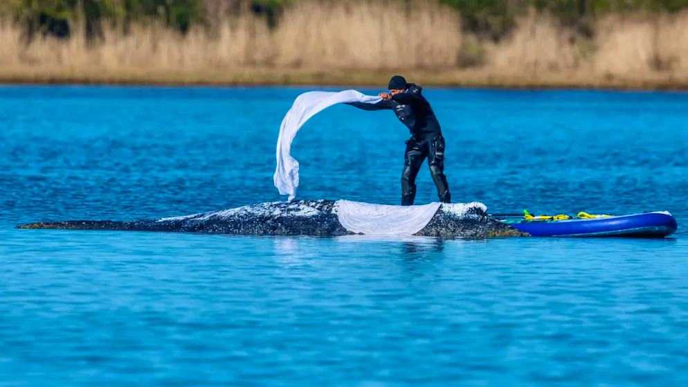 A helper throws wet cloths to protect the skin on the back of the stranded humpback whale off the island of Poel in the Baltic Sea.