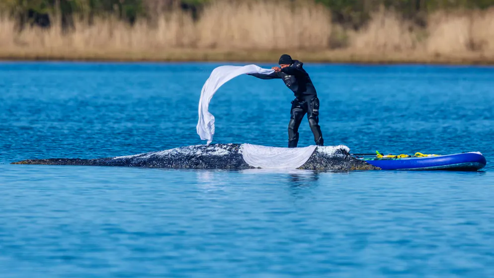 Ein Helfer wirft nasse Tücher zum Schutz der Haut auf den Rücken des festliegenden Buckelwals vor der Insel Poel in der Ostsee. 