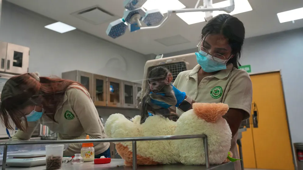 Affenbaby aus mexikanischem Zoo wird zum Internetstar – Gallery. Tierärztinnen kümmern sich im Zoo-Spital um Yuji.