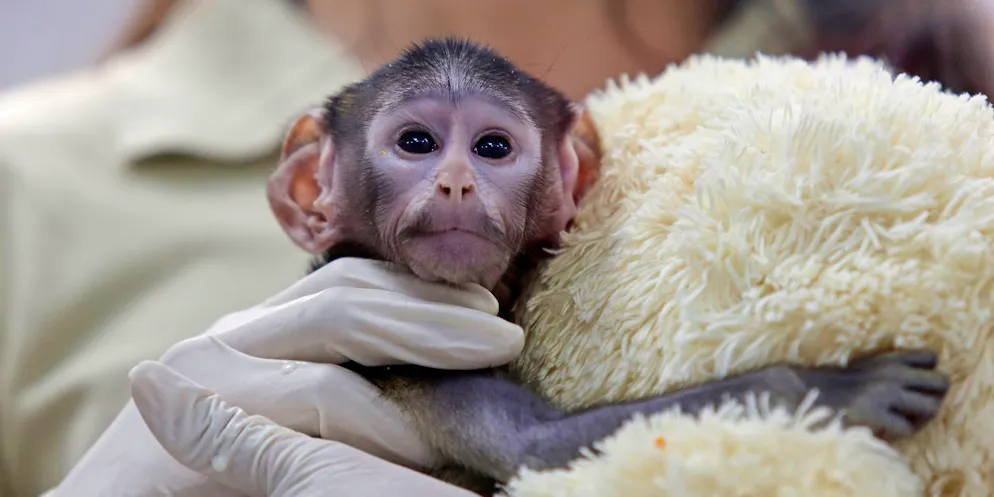 Affenbaby aus mexikanischem Zoo wird zum Internetstar – Gallery. Bei der Geburt vor knapp zwei Monaten wog das Äffchen bloss 443 Gramm.