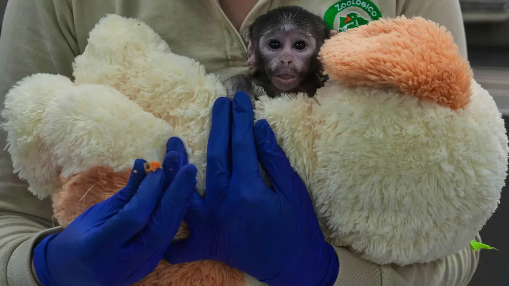 «Mexikanischer Punch». Warum ein Affenbaby aus einem mexikanischem Zoo zum Internet-Star wird