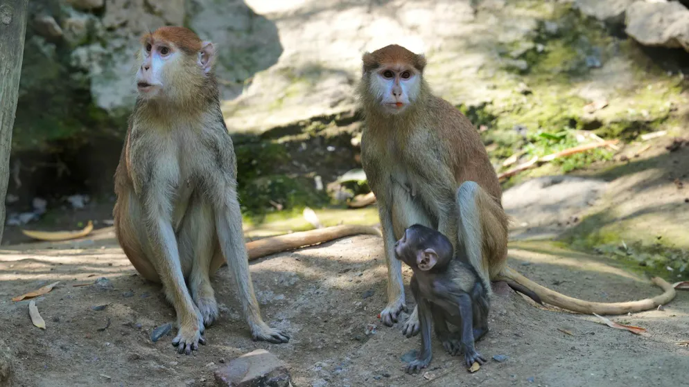 Affenbaby aus mexikanischem Zoo wird zum Internetstar – Gallery. Yujis Affengruppe in ihrem Gehege im Zoo in Guadalajara. (15. April 2026)