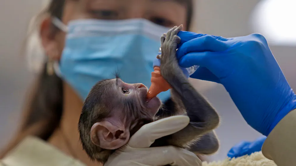 Affenbaby aus mexikanischem Zoo wird zum Internetstar – Gallery. Baby Yuji wird von Pflegern im Zoo der Stadt Guadalajara versorgt.