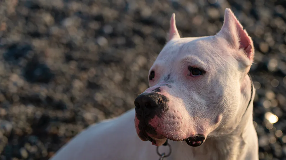 Dal confine. Donna sbranata dai cani in Valtellina, ecco le tre ipotesi d'indagine