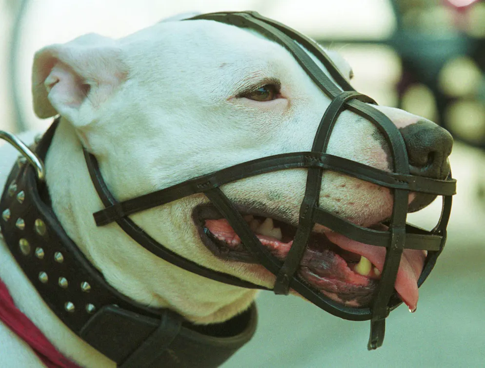 Un Dogo Argentino in un'immagine illustrativa d'archivio.