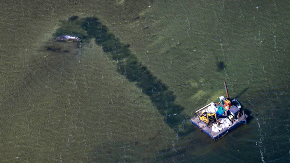 dpatopbilder – Eine Rinne führt vom Wal in tieferes Gewässer (Aufnahme aus einem Flugzeug). Der vor etwa drei Wochen bei Wismar gestrandete Buckelwal liegt weiterhin im Flachwasser fest. Eine private Initiative versucht seit Tagen, den Wal zu retten. Foto: Philip Dulian/dpa